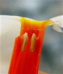  Stamens